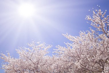 Sakura masmavi gökyüzünde çiçek açıyor. 