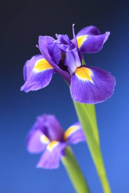 inanılmaz renkli çiçekler, bitki konsepti