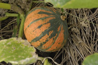 Bahçede yeşil balkabağı