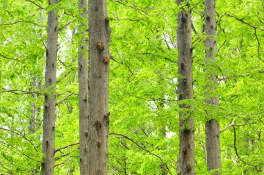 Bahar ormanında güzel yeşil ağaçlar