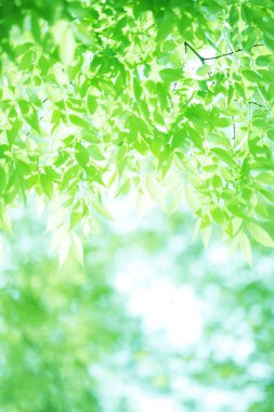 Ağaçta taze bahar yeşili yapraklar. Doğa arkaplanı