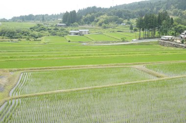 Japonya 'daki pirinç tarlaları