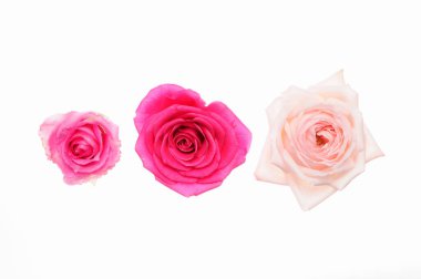 Beyaz arkaplanda izole edilmiş pembe güller 