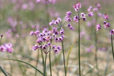 Güzel pembe çiçekler, çiçek konsepti        