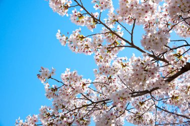 İlkbaharda kiraz ağacı çiçek açar. 