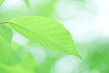 Ağaçta taze bahar yeşili yapraklar. Doğa arkaplanı