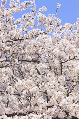 Renkli bahar çiçekleri güneş ışığında çiçek açıyor 