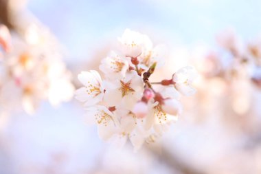 Gökyüzüne karşı kiraz çiçekleri