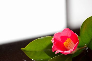 Yakın plan - Beyaz yapraklı kırmızı lale