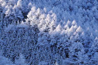 Karla kaplı ağaçlarla kaplı kış manzarası
