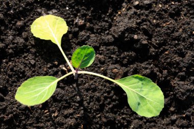 Bahçedeki genç bitki