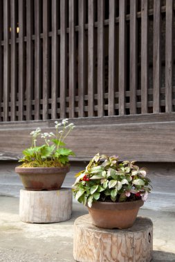 Evin yakınındaki güzel saksılar