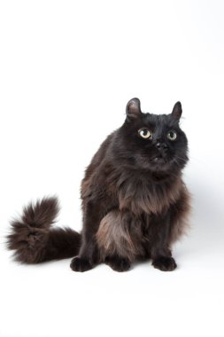 Beyaz arka planda siyah kedi