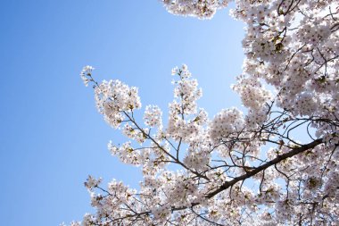 kiraz ağacı çiçek çiçek