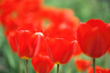 Bahçede büyüyen güzel kırmızı laleler