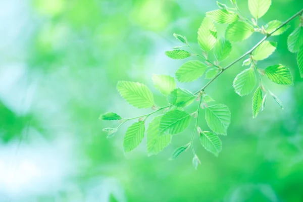 Čerstvé Jarní Zelené Listy Stromě Pozadí Přírody — Stock fotografie