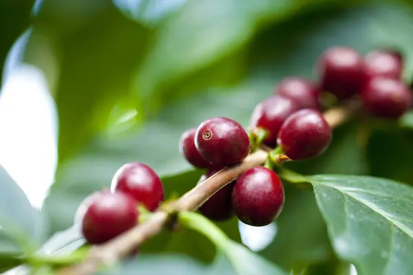 Zbliżenie Ziaren Kawy Drzewie — Zdjęcie stockowe