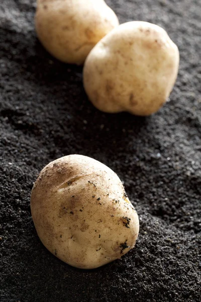 Organic Fresh Raw Potatoes Soil Texture Background — Stock Photo, Image