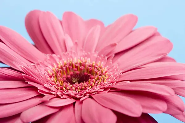 素晴らしいカラフルな花 フローラのコンセプト — ストック写真