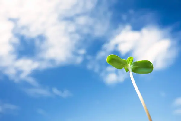 Green Sprout Blue Sky Background — Stock Photo, Image