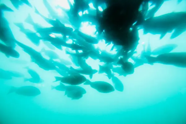 Gök Mavisi Deniz Suyunda Yüzen Güzel Balıklar Sualtı Yaşamı — Stok fotoğraf