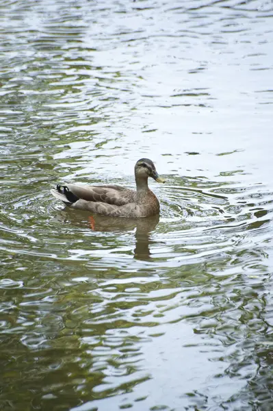 Duck Swimming Lake — Stock Photo, Image