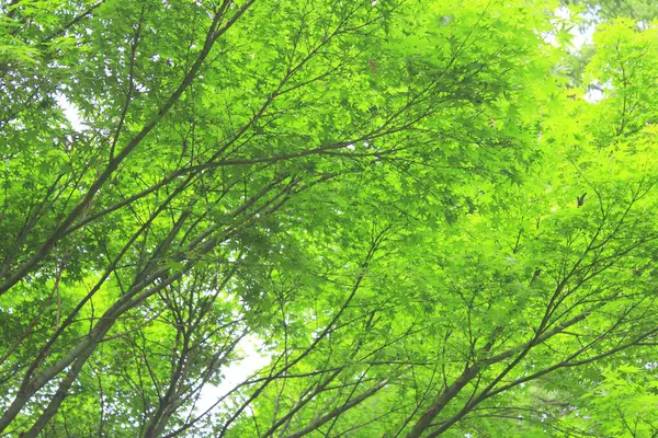 Zöld Faágak Erdőben — Stock Fotó