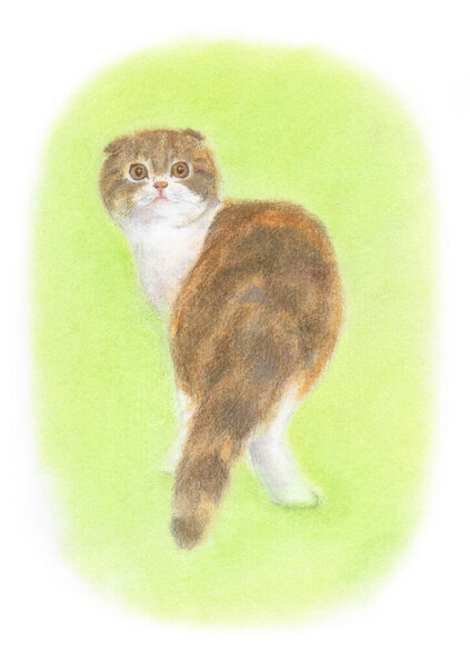 白い背景にかわいい猫の手描き水彩イラスト — ストック写真