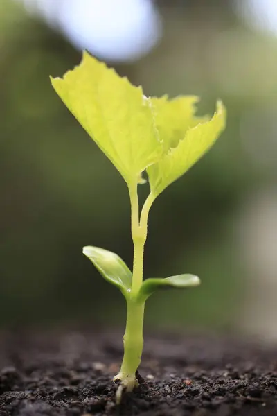 Kleine Grüne Blätter Auf Verschwommenem Hintergrund — Stockfoto