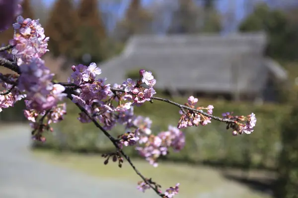 Flores Cereja Japão — Fotografia de Stock