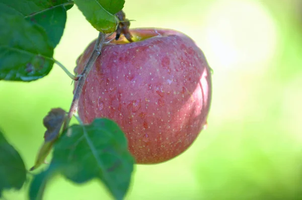 枝に赤いりんご — ストック写真