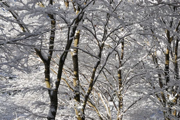 Neve Árvores Cobertas Floresta — Fotografia de Stock