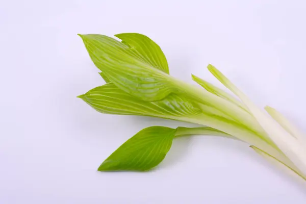 白色背景下的绿色小植物 — 图库照片
