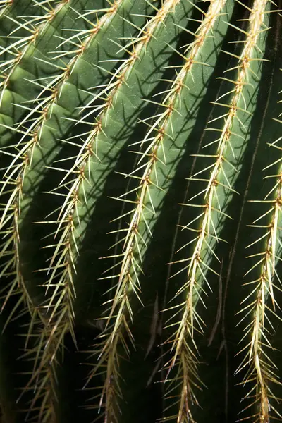 Kaktus Close Visning Tropisk Plante - Stock-foto