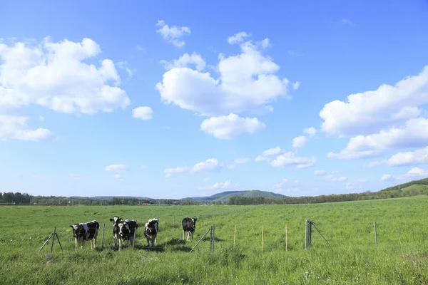 Vaches Pâturant Dans Une Prairie Verte Sur Fond Nature — Photo