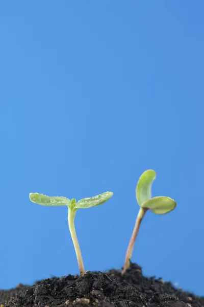 Groene Spruiten Tegen Blauwe Lucht — Stockfoto