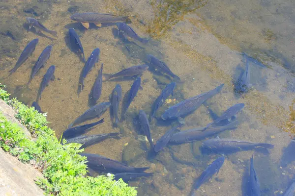 Fish Pond — Stock Photo, Image