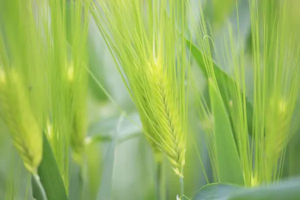 Grünes Weizenfeld Aus Nächster Nähe — Stockfoto