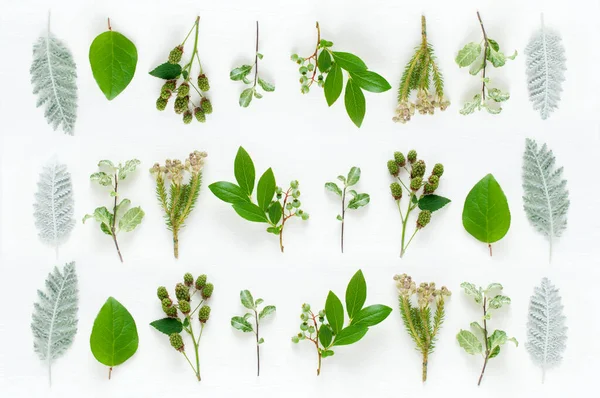 Grüne Blätter Der Pflanze Auf Weißem Hintergrund — Stockfoto