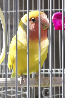  Arkadaki kafeste sarı papağan kuşu