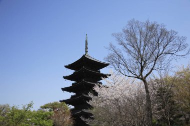  Güneşli bir günde To-ji 'nin beş katlı Pagoda' sı (gojunoto). Orijinal pagoda 9. yüzyılda inşa edildi ve düzenle yeniden inşa edildi. 54.8 metre yüksekliğindedir (180 feet) Kyoto, JAPAN