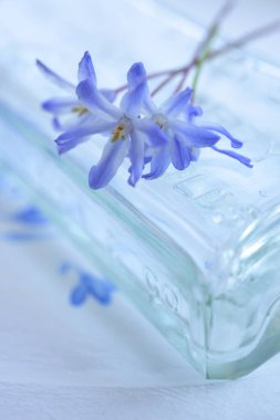 Beyaz arka planda mavi çiçekler ve gerekli yağ şişeleri