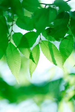 Ağaçta taze bahar yeşili yapraklar. Doğa arkaplanı