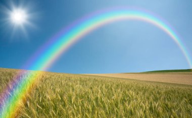 güzel renkli gökkuşağı buğday çayırının üzerinde