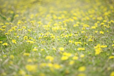 inanılmaz renkli çiçekler, bitki konsepti