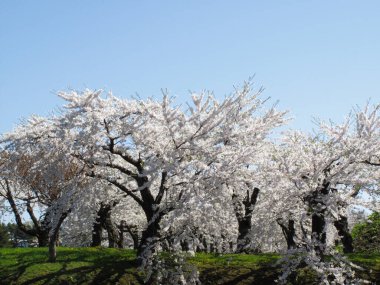 İlkbaharda açan ağaçlarda güzel beyaz çiçekler
