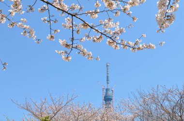 Tokyo Gökyüzü Ağacı ve kiraz çiçekleri baharda Sumida Park, Japonya 'da çiçek açar. 