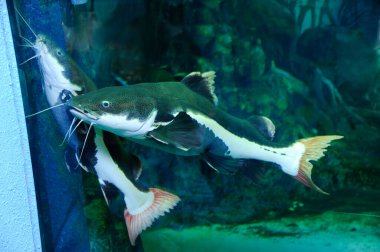 Deniz balıklı akvaryum, doğa geçmişi var.