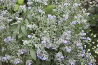 Yeşil yapraklı mavi bir çiçek çalısı.