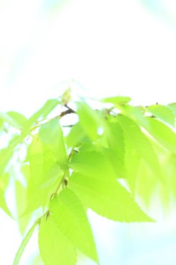 Ağaçtaki yeşil yapraklar. Bahar yaprakları arkaplanı